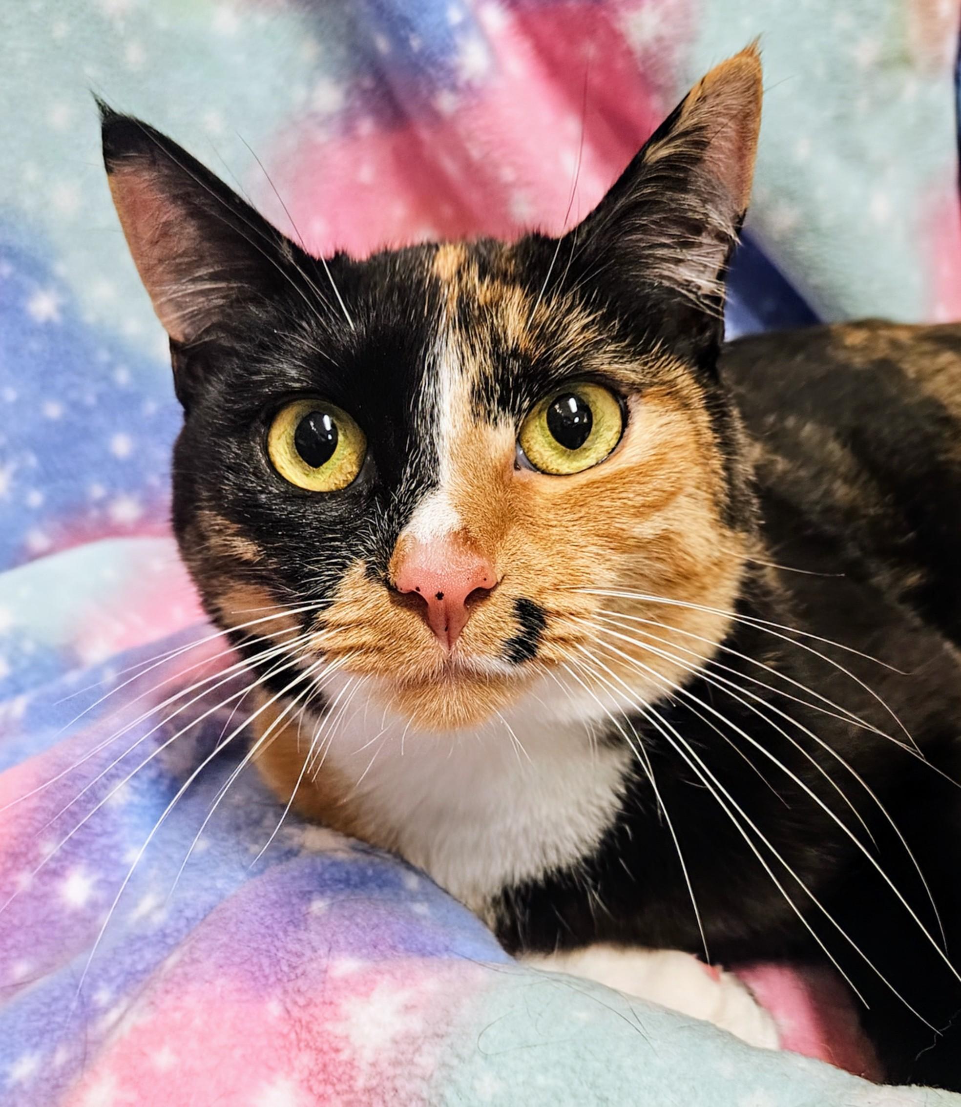 Enlarge Sally- Rancho Cucamonga PetSmart, an adoptable Domestic Short Hair in Rancho Cucamonga, CA image 2/3