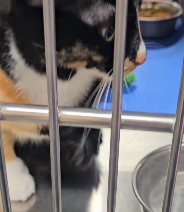 Enlarge Sally- Rancho Cucamonga PetSmart, an adoptable Domestic Short Hair in Rancho Cucamonga, CA video 3/3