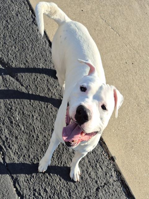 TUG BOAT, Adoptable, Young Male Pit Bull Terrier.