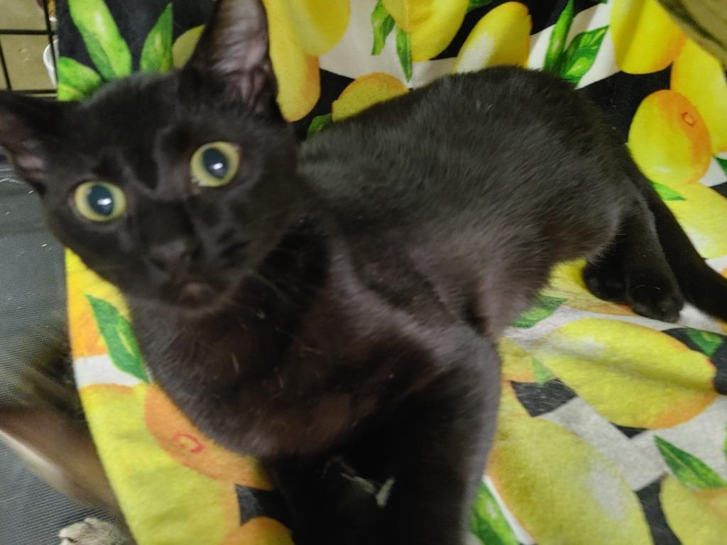 Koal, Adoptable, Young Male Domestic Short Hair.