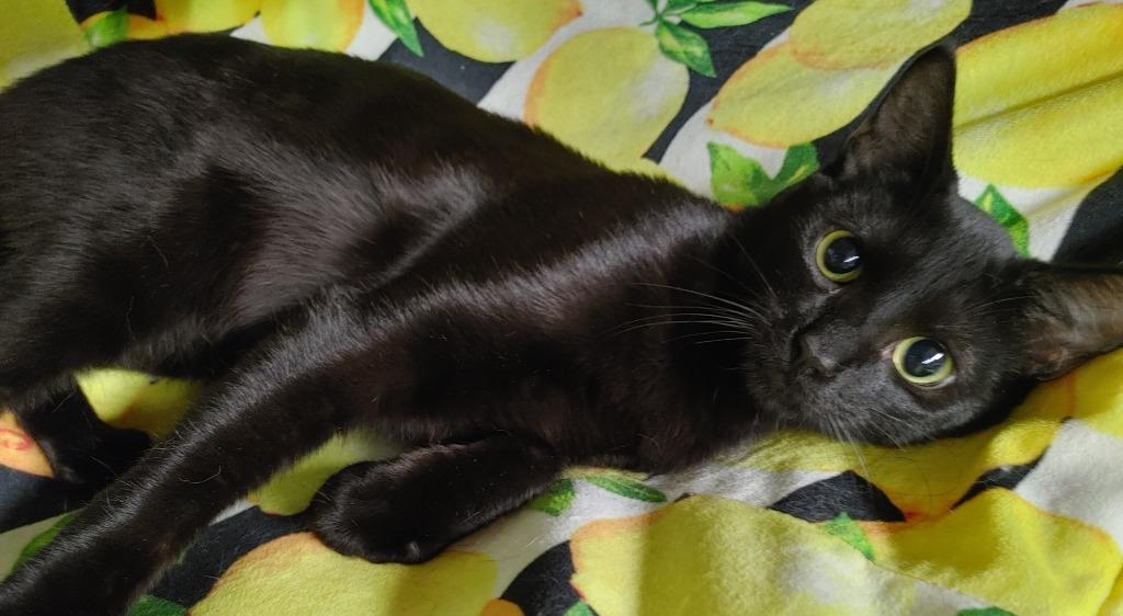 Enlarge Koal, a Adoptable mixed breed in Merriam, KS image 2/2