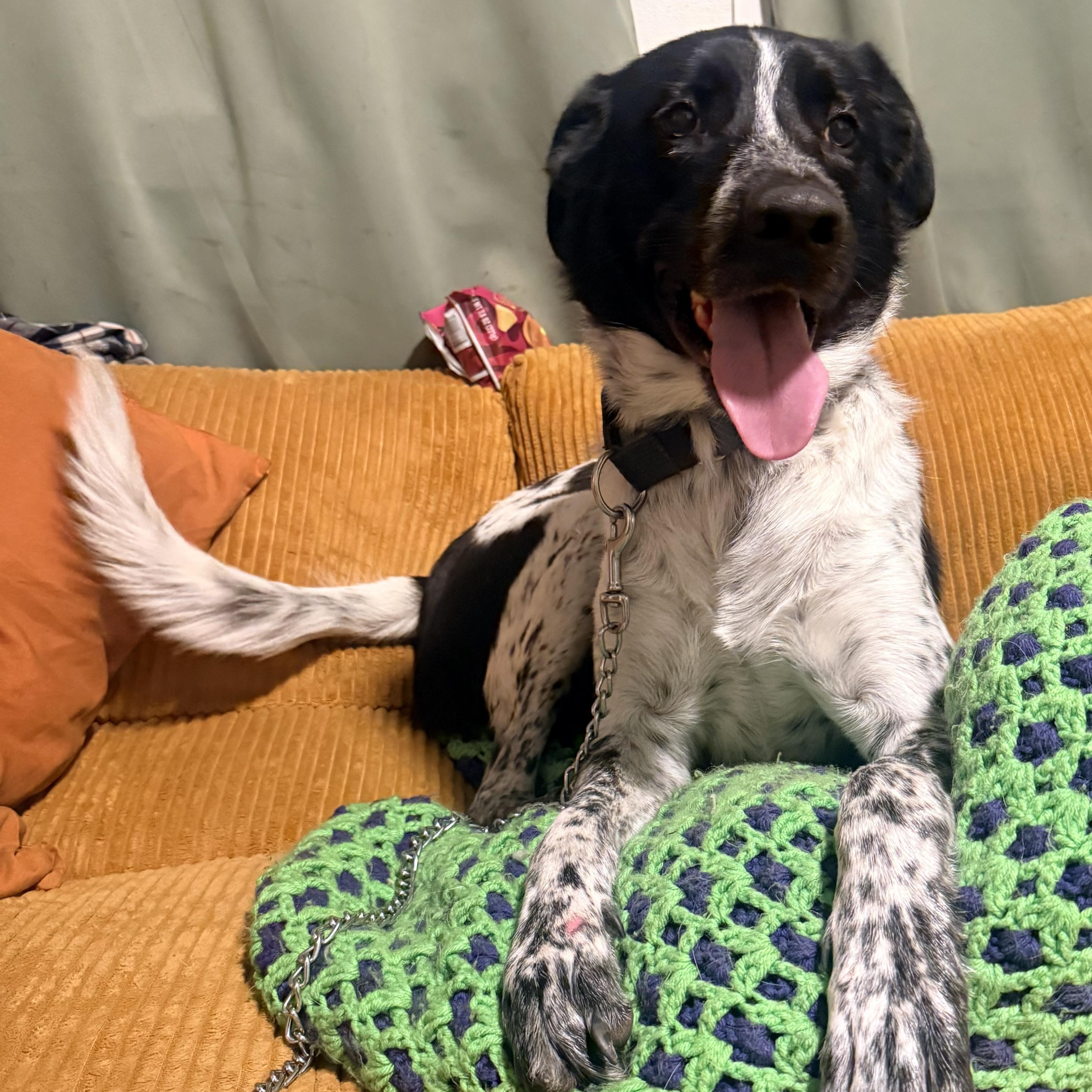 Oreo, Adoptable, Young Male Australian Cattle Dog / Blue Heeler.