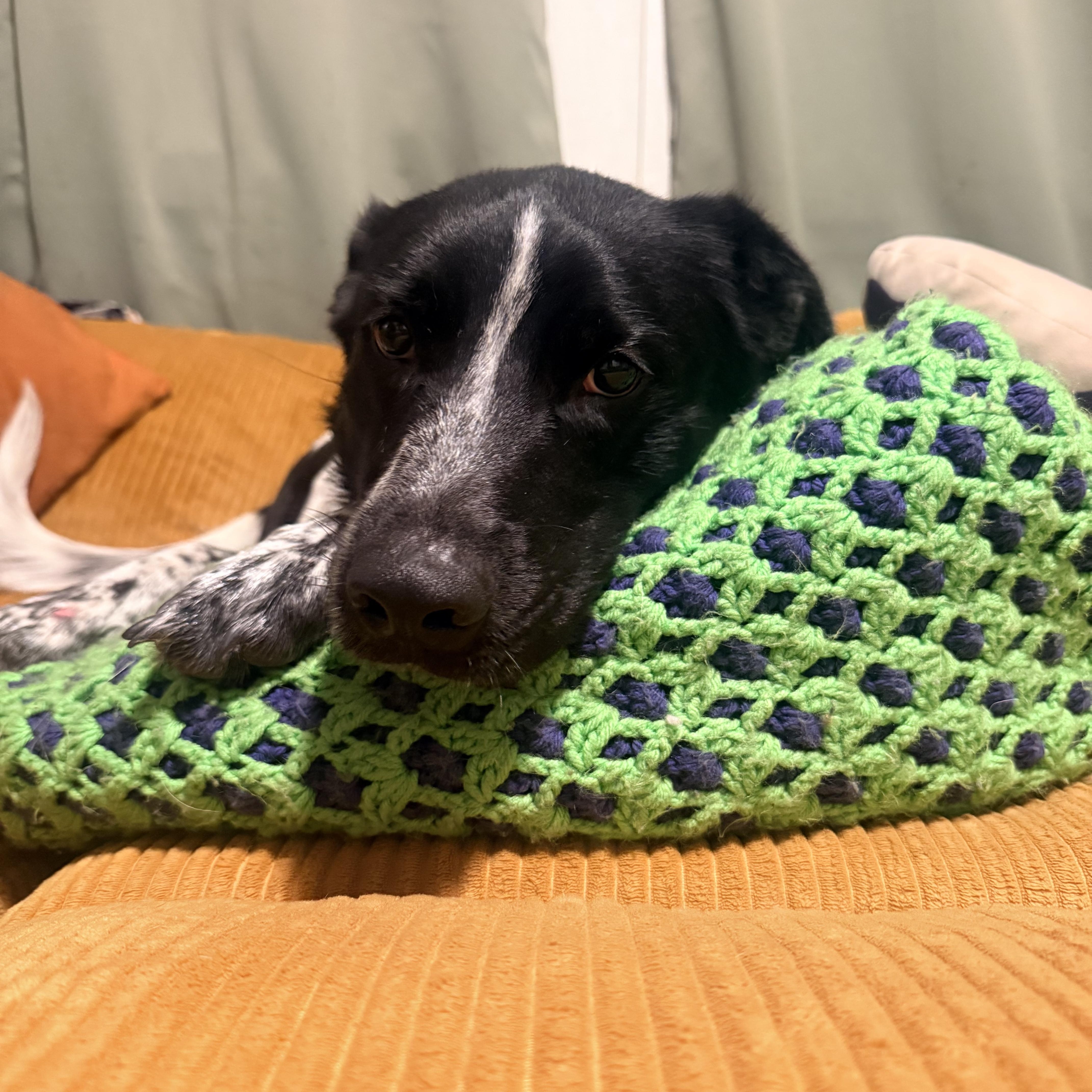 Enlarge Oreo, a Adoptable mixed breed in Whittier, CA image 3/6