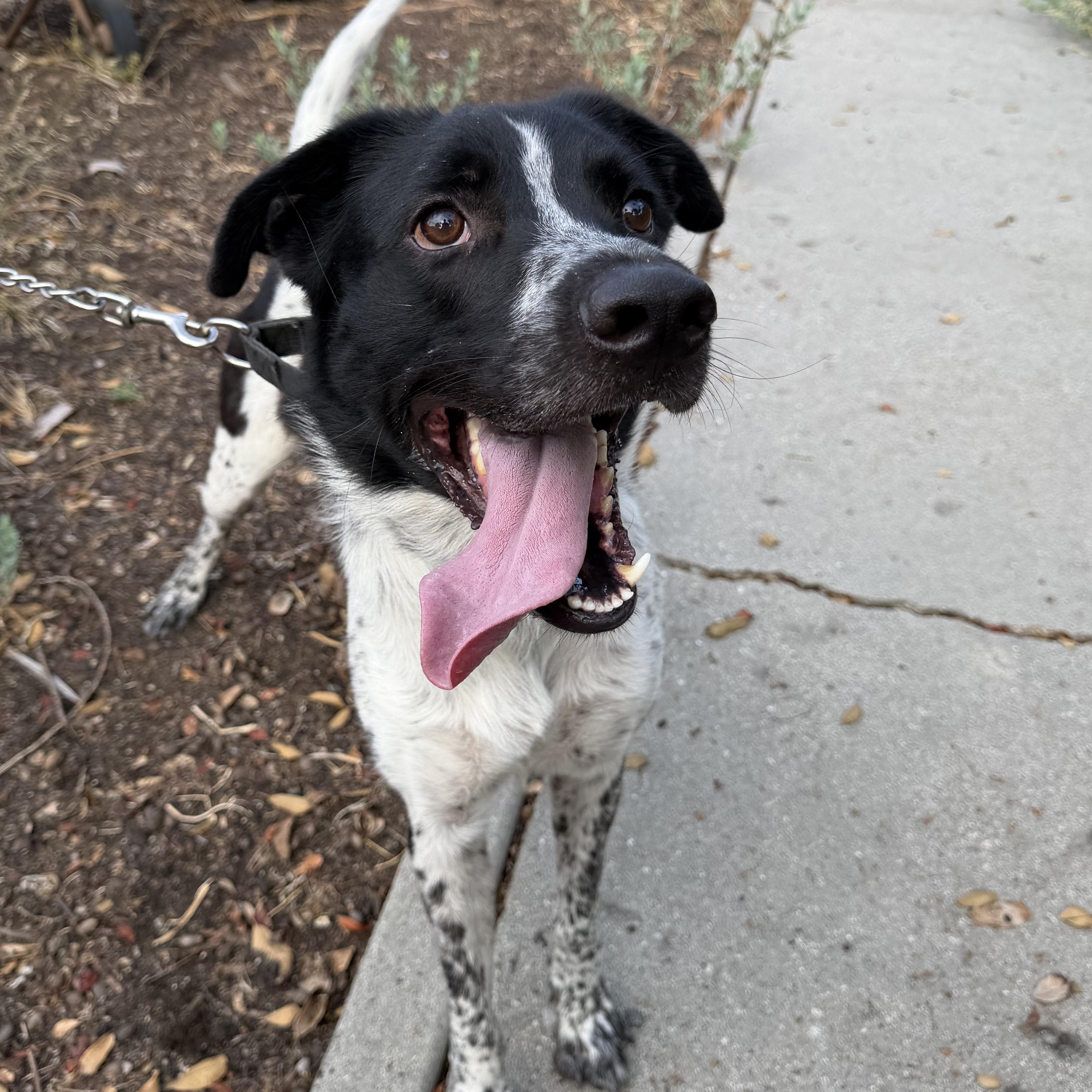 Enlarge Oreo, a Adoptable mixed breed in Whittier, CA image 4/6