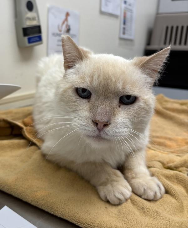 Bailey, Adoptable, Senior Male Domestic Short Hair.