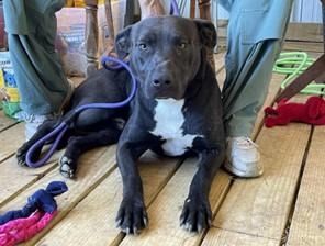 AXEL, Adoptable, Young Male Pit Bull Terrier & Black Labrador Retriever.