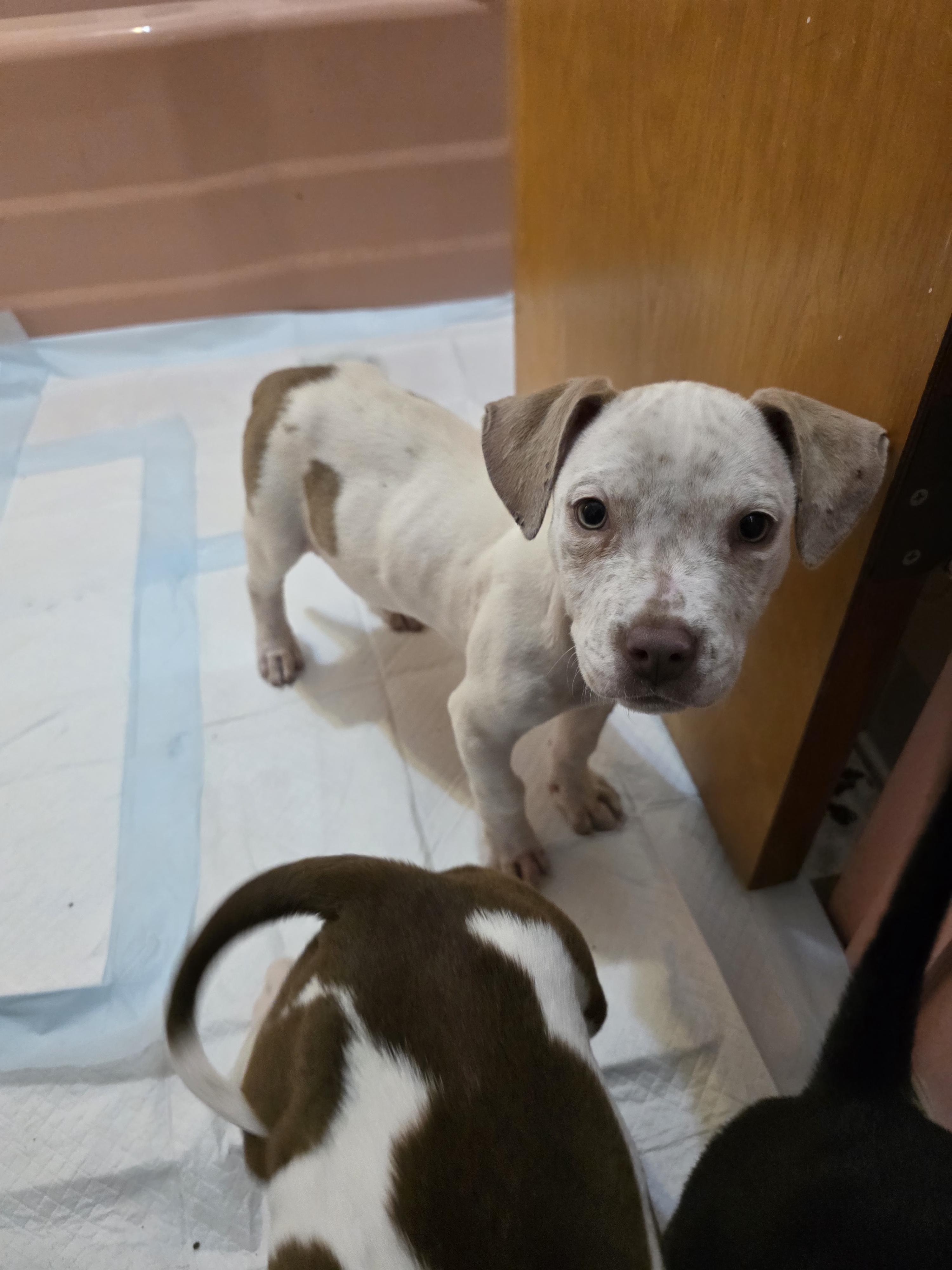 Enlarge Jelly, an adopted mixed breed in Maitland, FL image 2/5