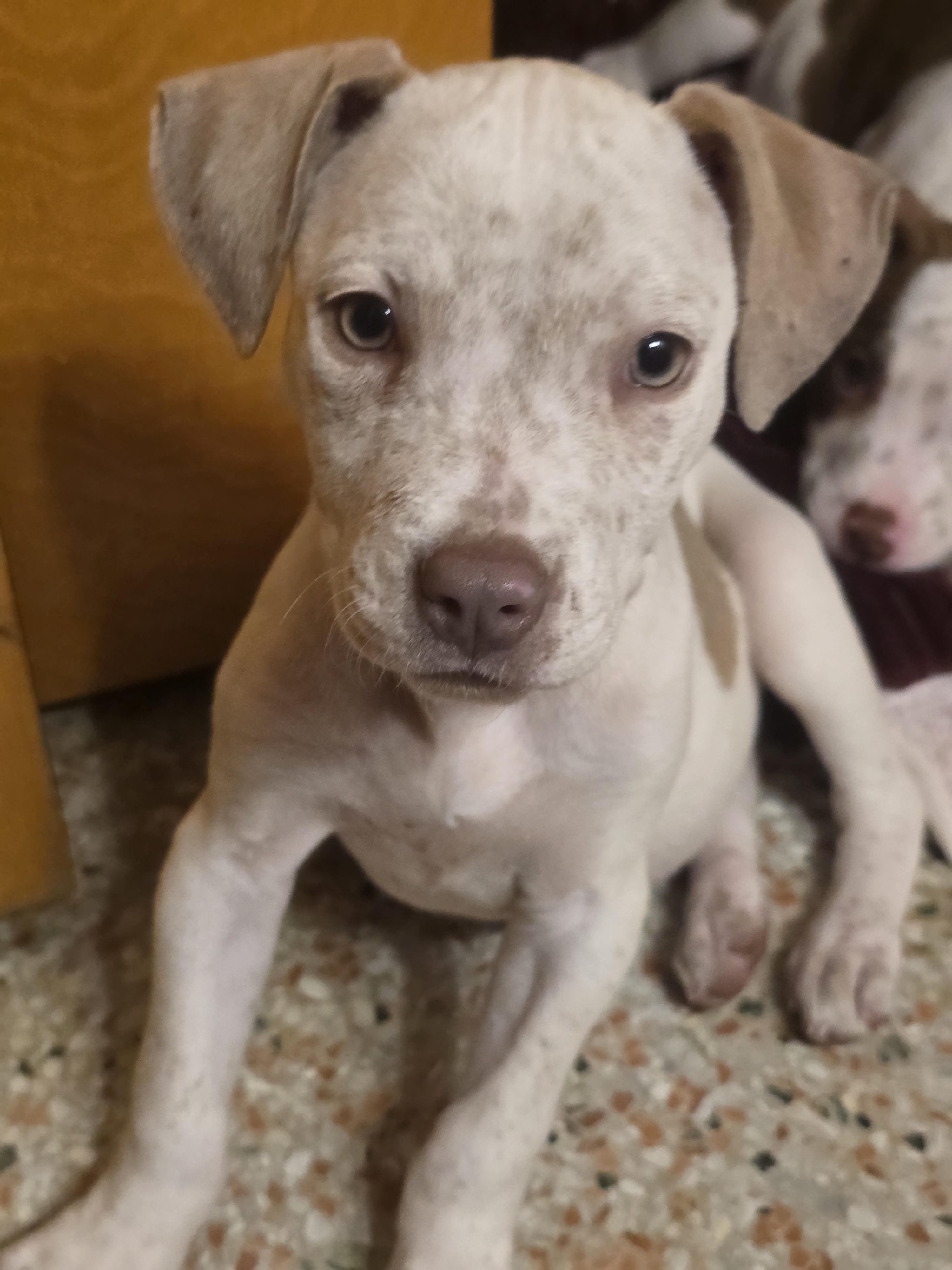 Enlarge Jelly, an adopted mixed breed in Maitland, FL image 1/5