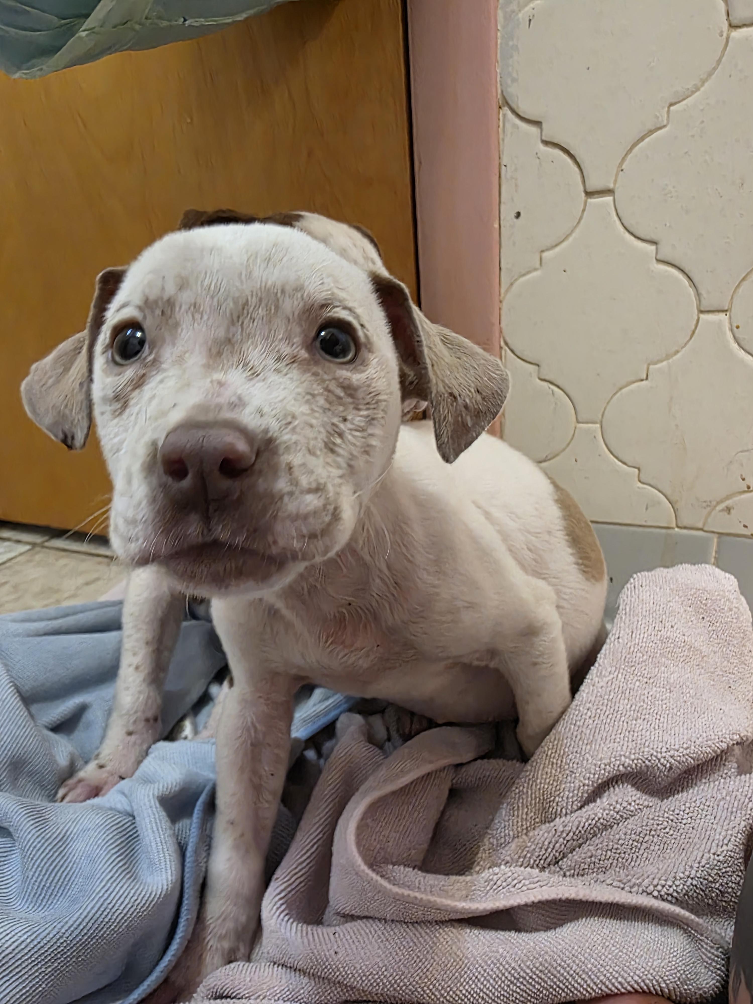 Enlarge Jelly, an adopted mixed breed in Maitland, FL image 4/5