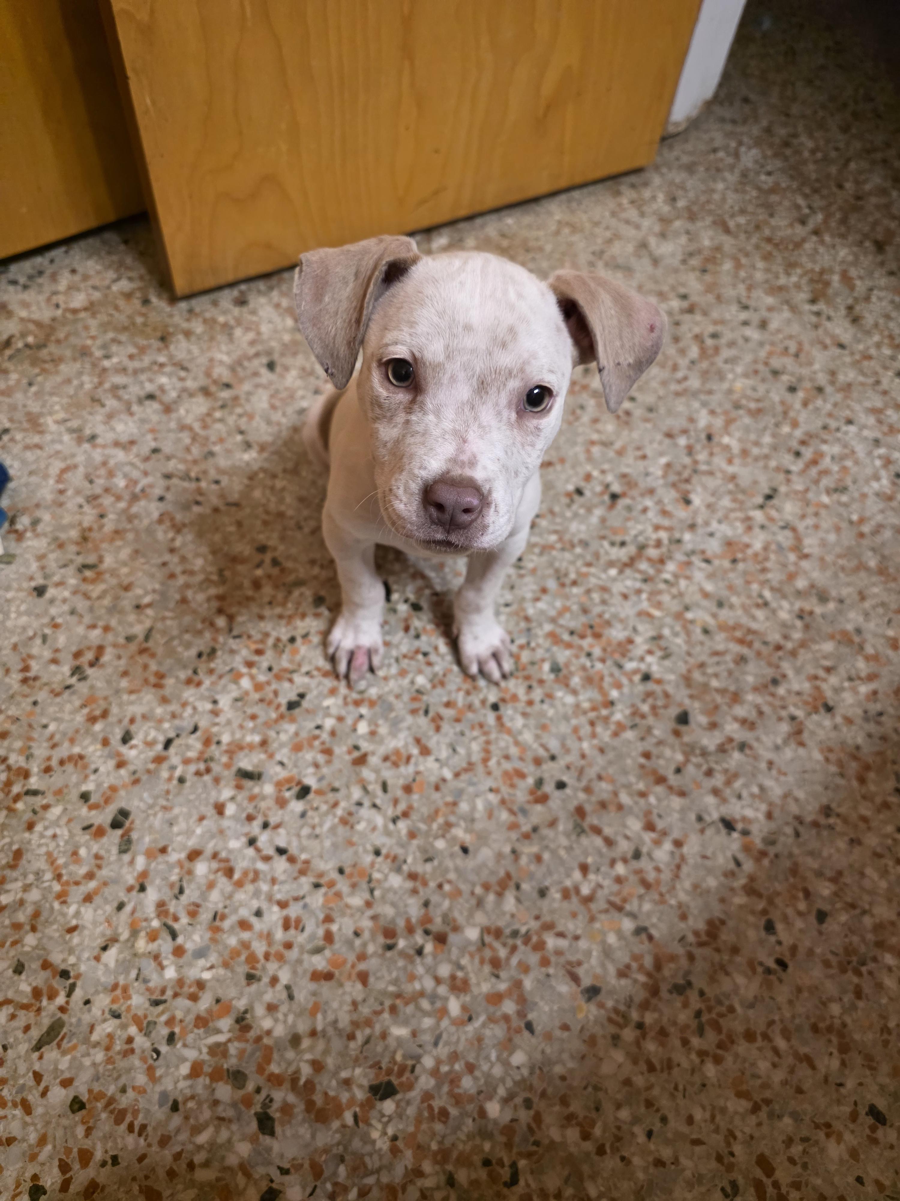 Enlarge Jelly, an adopted mixed breed in Maitland, FL image 5/5