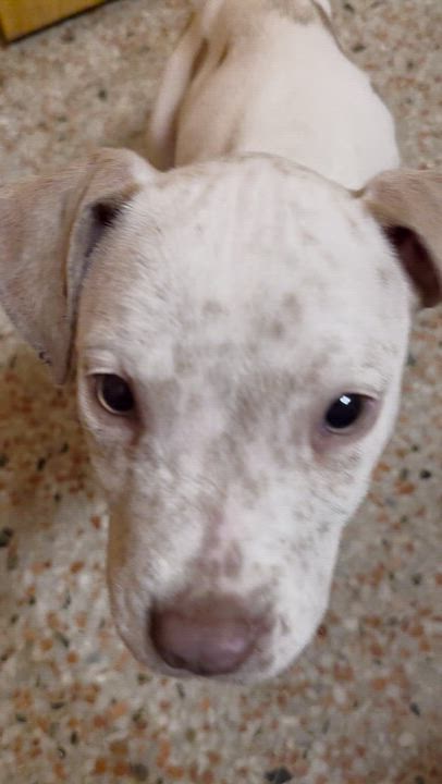 Enlarge Jelly, an adopted mixed breed in Maitland, FL video 3/5