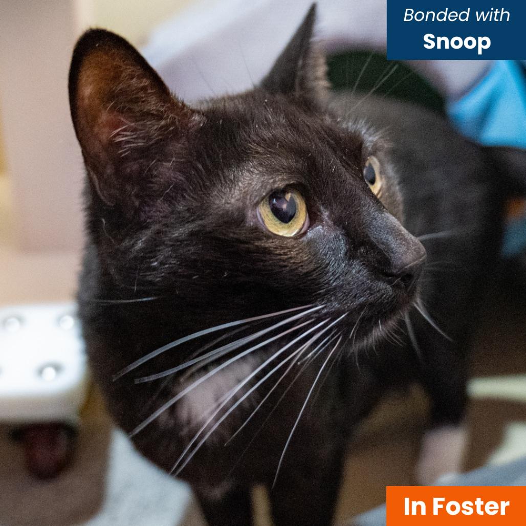 Harley, Adoptable, Adult Male Domestic Short Hair.