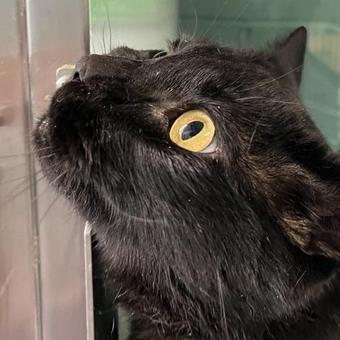 Enlarge Harley, a Adoptable Domestic Short Hair in Baltimore, MD image 2/4