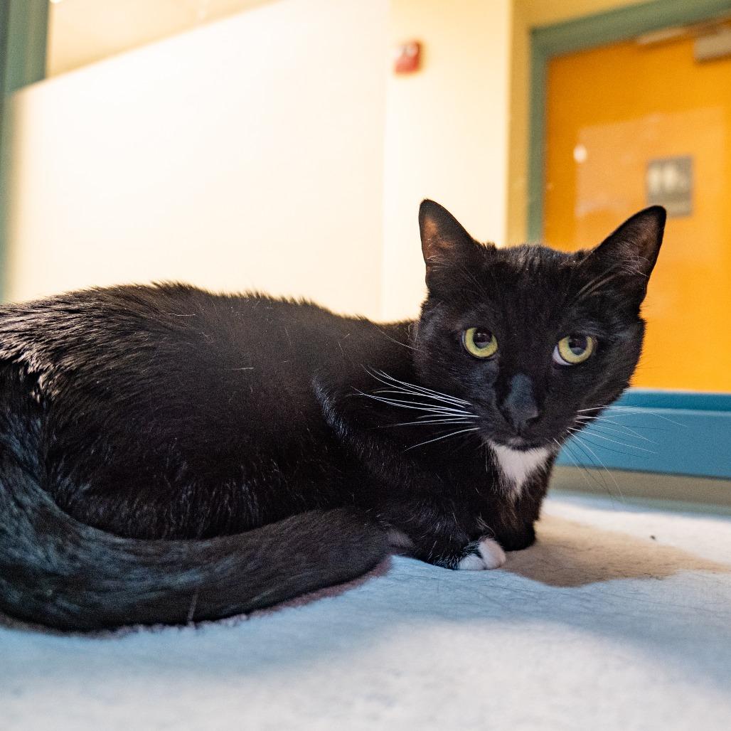 Enlarge Harley, a Adoptable Domestic Short Hair in Baltimore, MD image 3/4