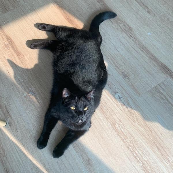 Enlarge Harley, a Adoptable Domestic Short Hair in Baltimore, MD image 4/4