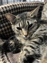 Enlarge Legolas, a ADOPTABLE Domestic Short Hair in Lock Haven, PA image 1/1