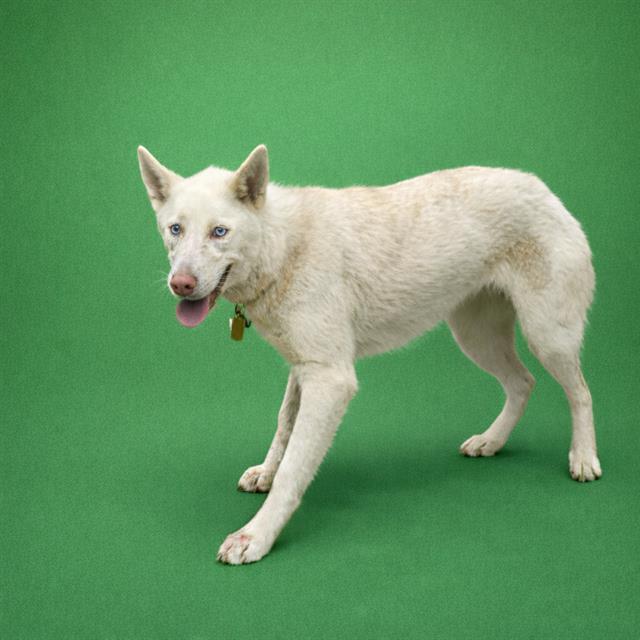 MONICA, Adoptable, Young Female Siberian Husky.
