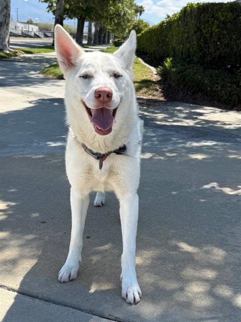 Enlarge MONICA, a Adoptable Siberian Husky in Redlands, CA image 1/1
