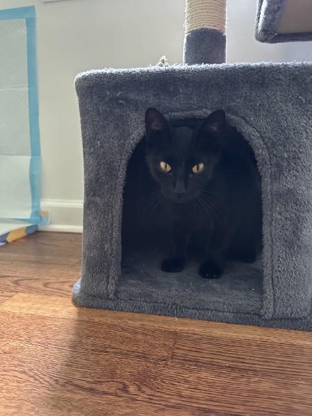 Enlarge Banta, a Adoptable American Shorthair in Mountainside, NJ image 2/2