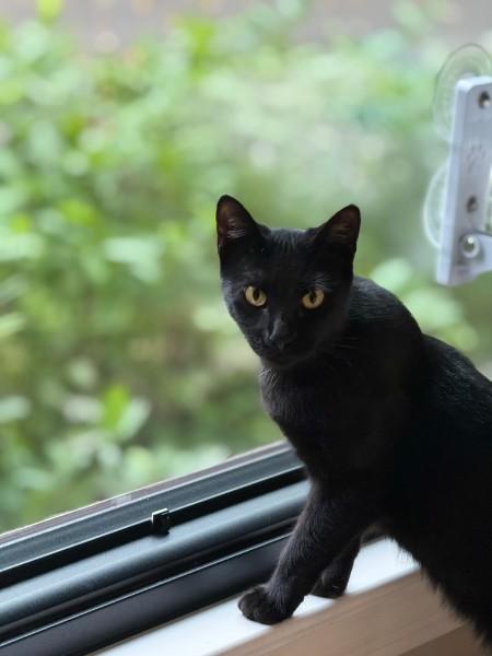 Banta, Adoptable, Adult Female American Shorthair.