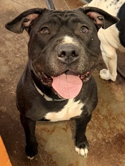 Luna — thumbnail 2