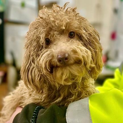 Enlarge Penelope- #50410, a ADOPTABLE Miniature Poodle in Columbia, MD image 1/1