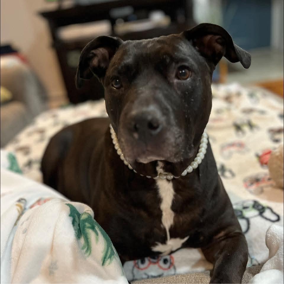 Chyna -, Adoptable, Senior Female Pit Bull Terrier & American Staffordshire Terrier.