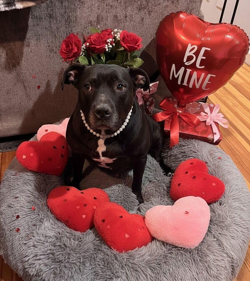 Chyna -, Adoptable, Senior Female Pit Bull Terrier & American Staffordshire Terrier.