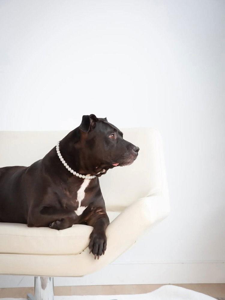 Chyna -, Adoptable, Senior Female Pit Bull Terrier & American Staffordshire Terrier.