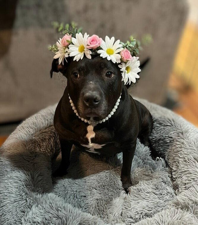 Chyna -, Adoptable, Senior Female Pit Bull Terrier & American Staffordshire Terrier.