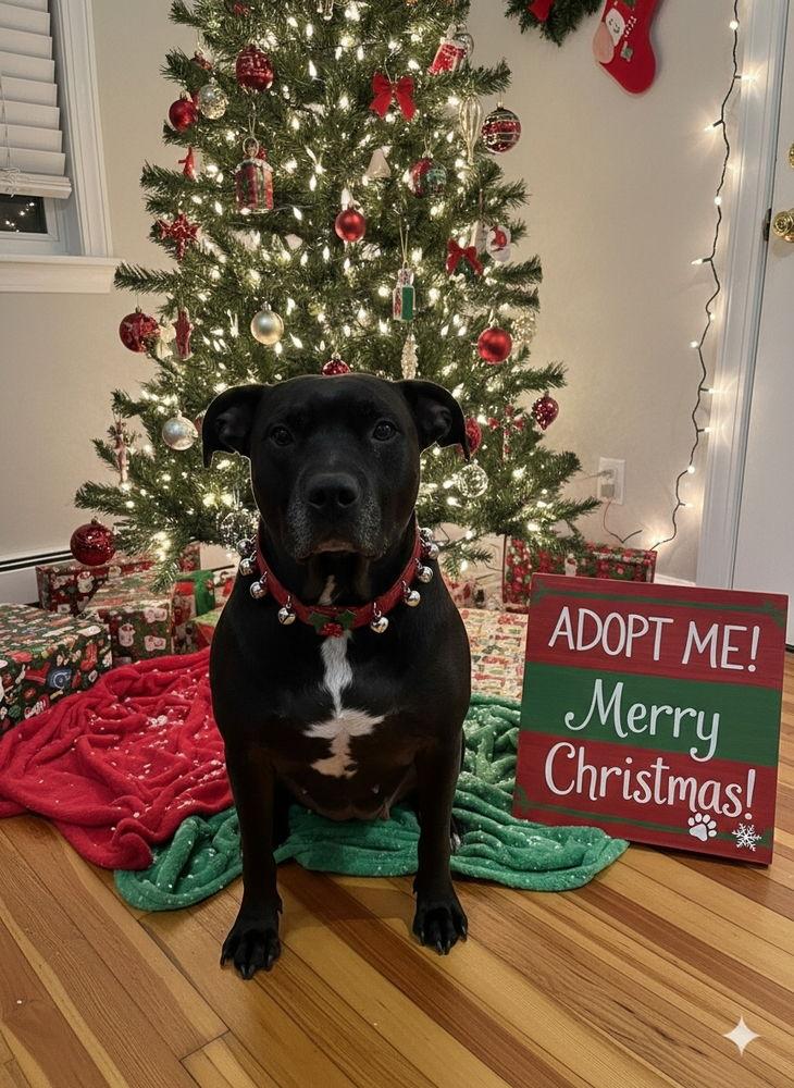 Chyna -, Adoptable, Senior Female Pit Bull Terrier & American Staffordshire Terrier.