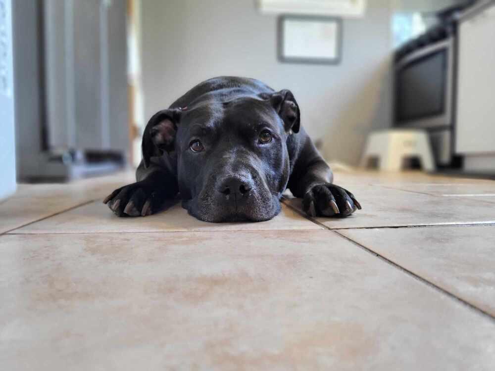 Chyna -, a Adoptable mixed breed in Caldwell, NJ image 3/3