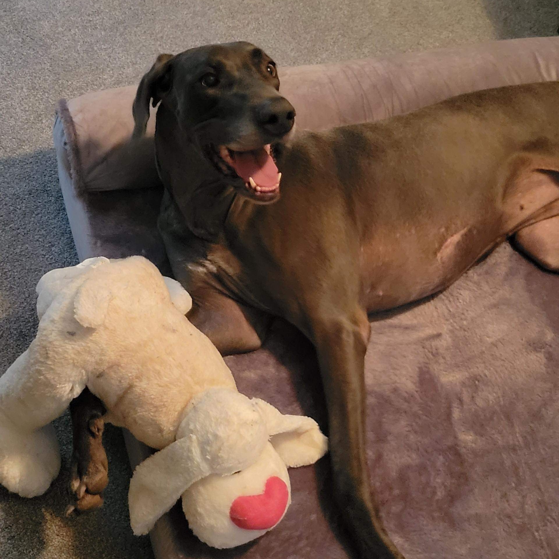 Enlarge Luna Blu, a Adoptable Great Dane in Pensacola, FL image 2/6