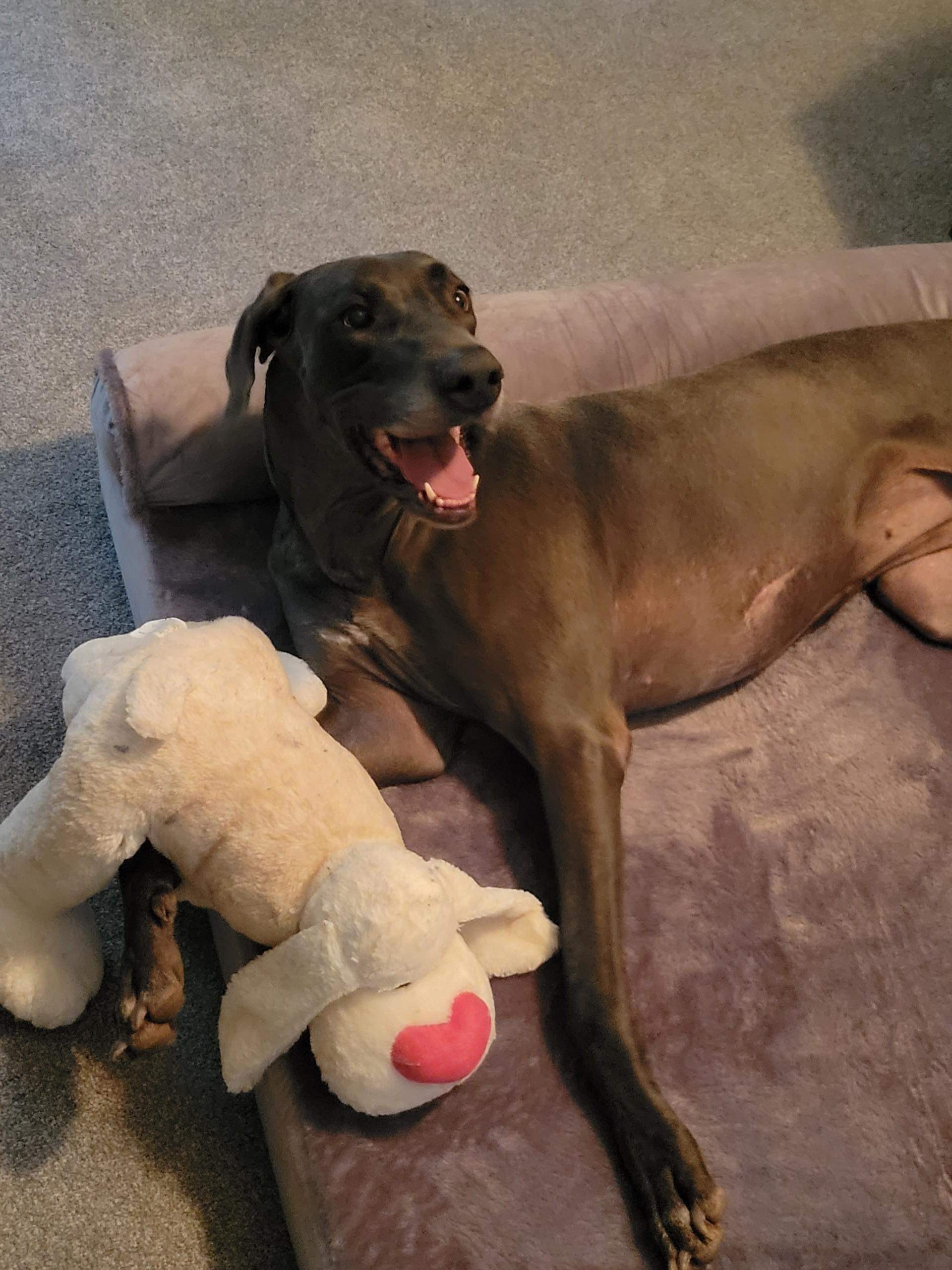 Luna Blu, a Adoptable Great Dane in Pensacola, FL image 2/6