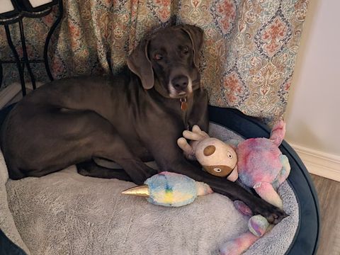 Luna Blu, a Adoptable Great Dane in Pensacola, FL image 6/6