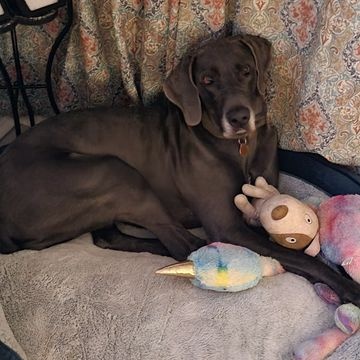 Enlarge Luna Blu, a Adoptable Great Dane in Pensacola, FL image 6/6