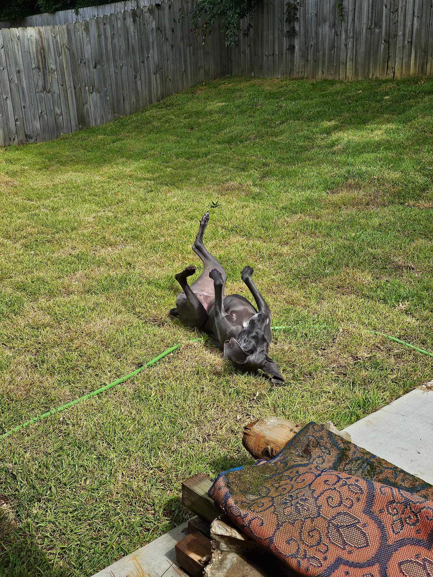 Luna Blu, a Adoptable Great Dane in Pensacola, FL image 3/6