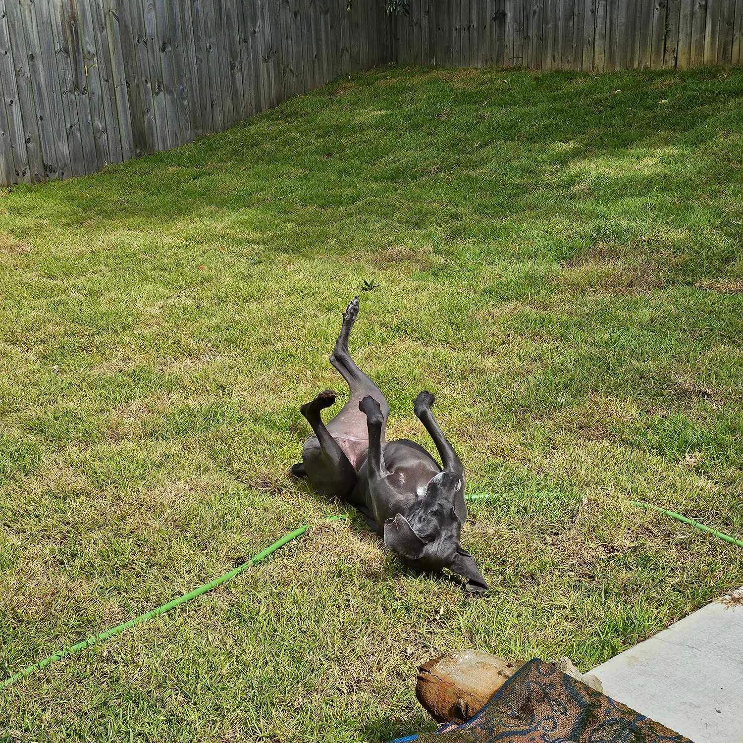 Enlarge Luna Blu, a Adoptable Great Dane in Pensacola, FL image 3/6