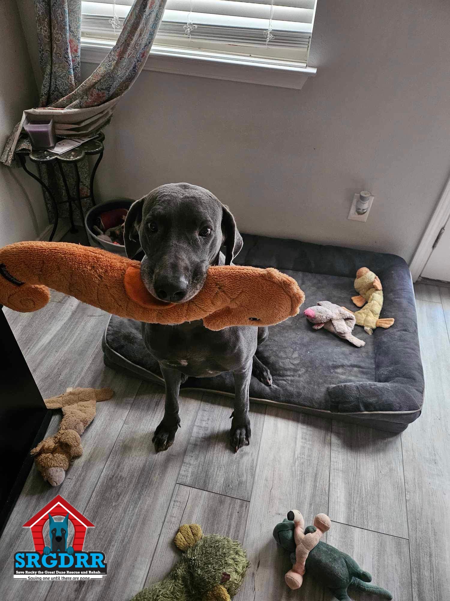 Luna Blu, a Adoptable Great Dane in Pensacola, FL image 1/6