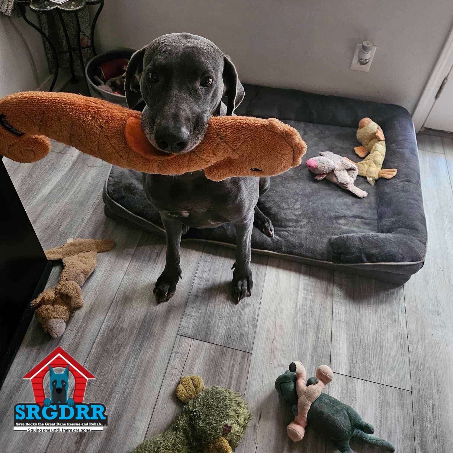 Enlarge Luna Blu, a Adoptable Great Dane in Pensacola, FL image 1/6