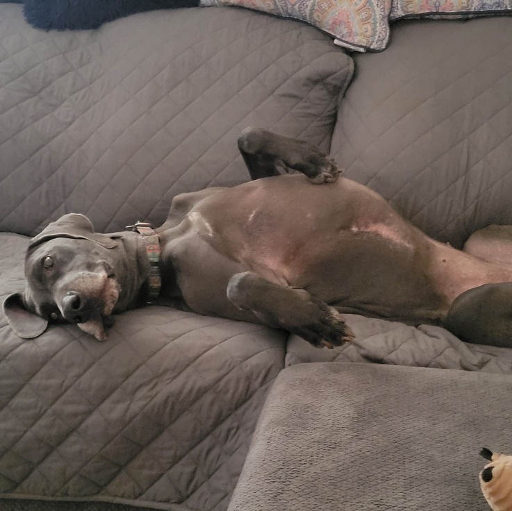 Luna Blu, a Adoptable Great Dane in Pensacola, FL image 4/6