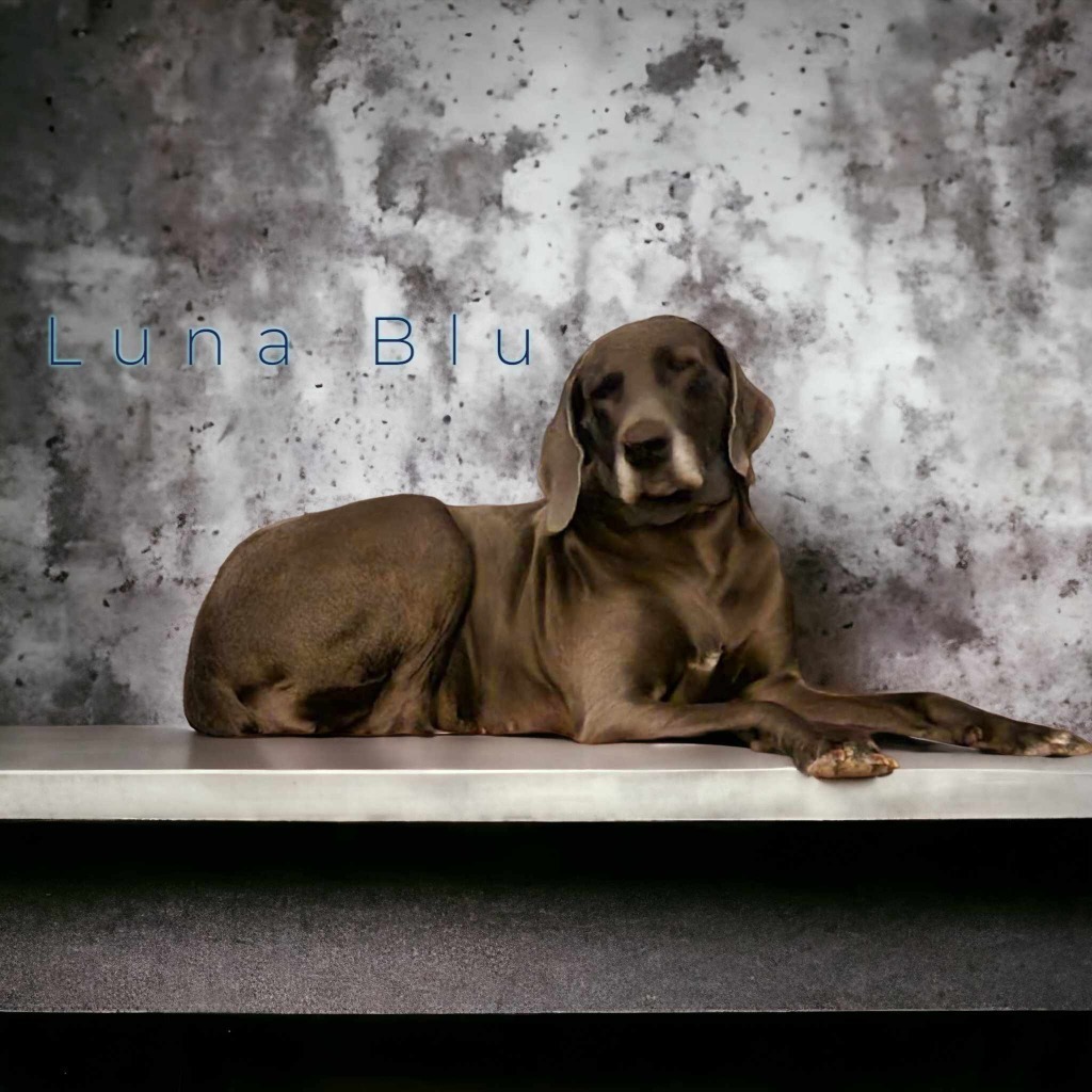 Luna Blu, a Adoptable Great Dane in Pensacola, FL image 5/6