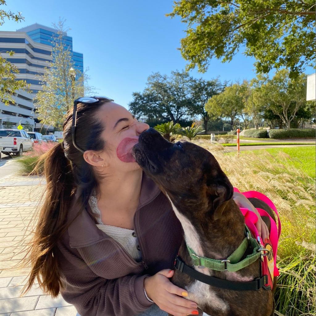 Enlarge DeeDee, a Adoptable mixed breed in Jacksonville, FL image 1/6