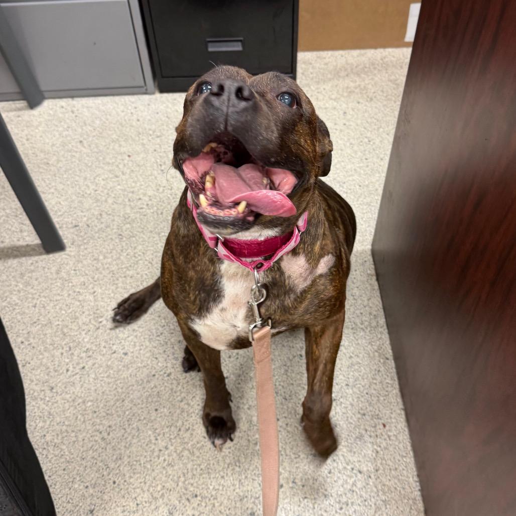 Enlarge DeeDee, a Adoptable mixed breed in Jacksonville, FL image 2/6