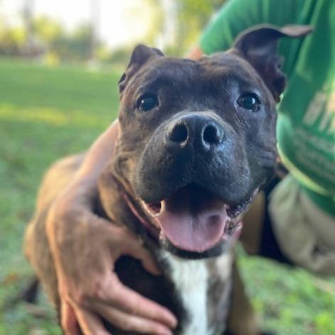 Enlarge DeeDee, a Adoptable mixed breed in Jacksonville, FL image 3/6