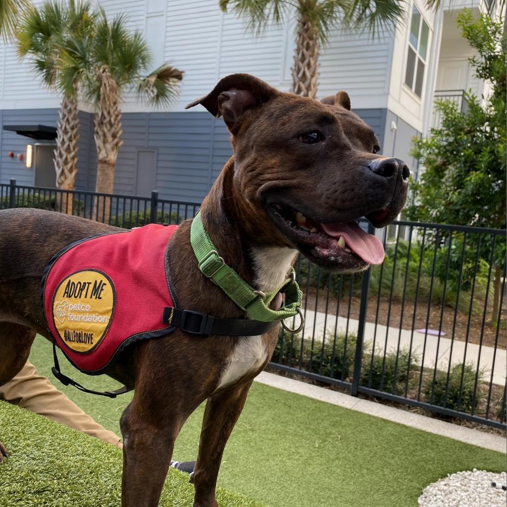 Enlarge DeeDee, a Adoptable mixed breed in Jacksonville, FL image 4/6