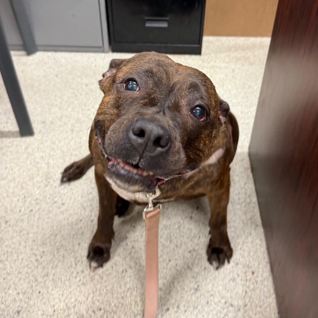 Enlarge DeeDee, a Adoptable mixed breed in Jacksonville, FL image 5/6