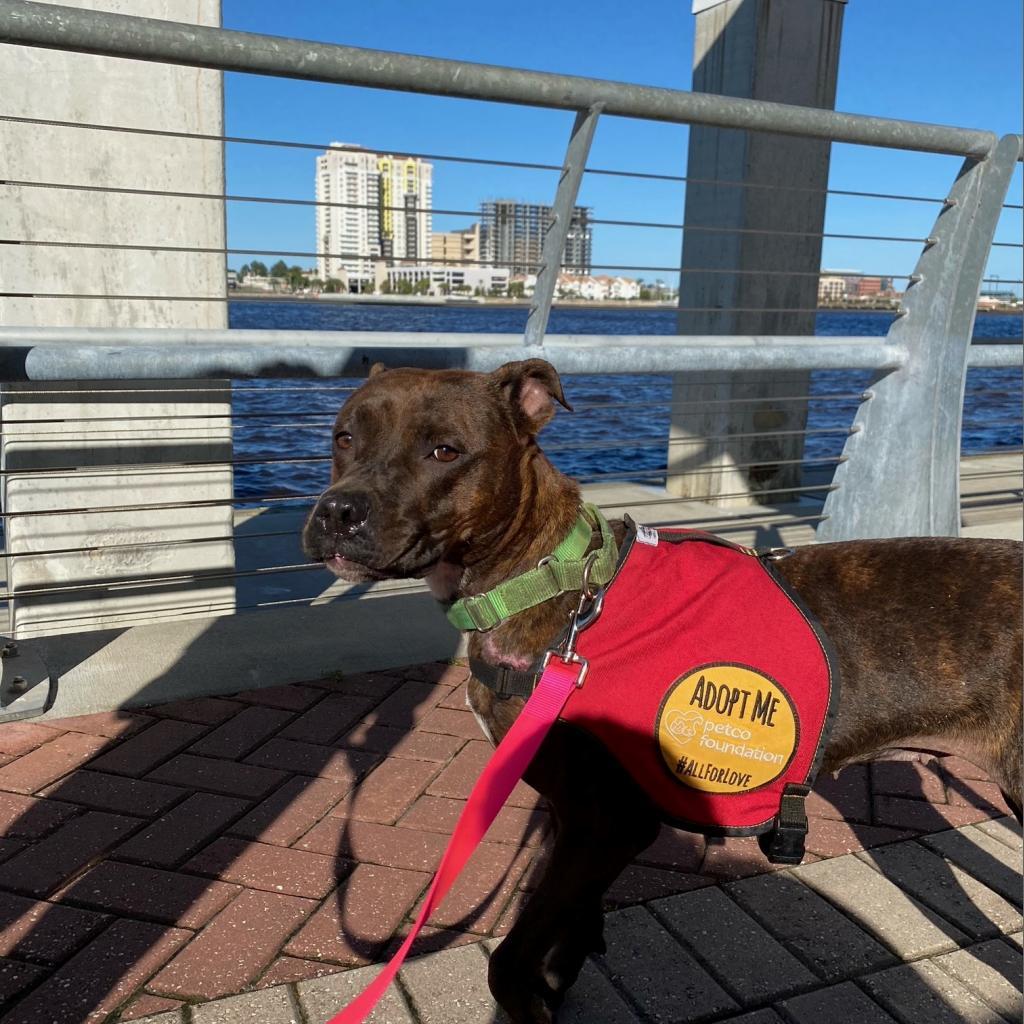 Enlarge DeeDee, a Adoptable mixed breed in Jacksonville, FL image 6/6