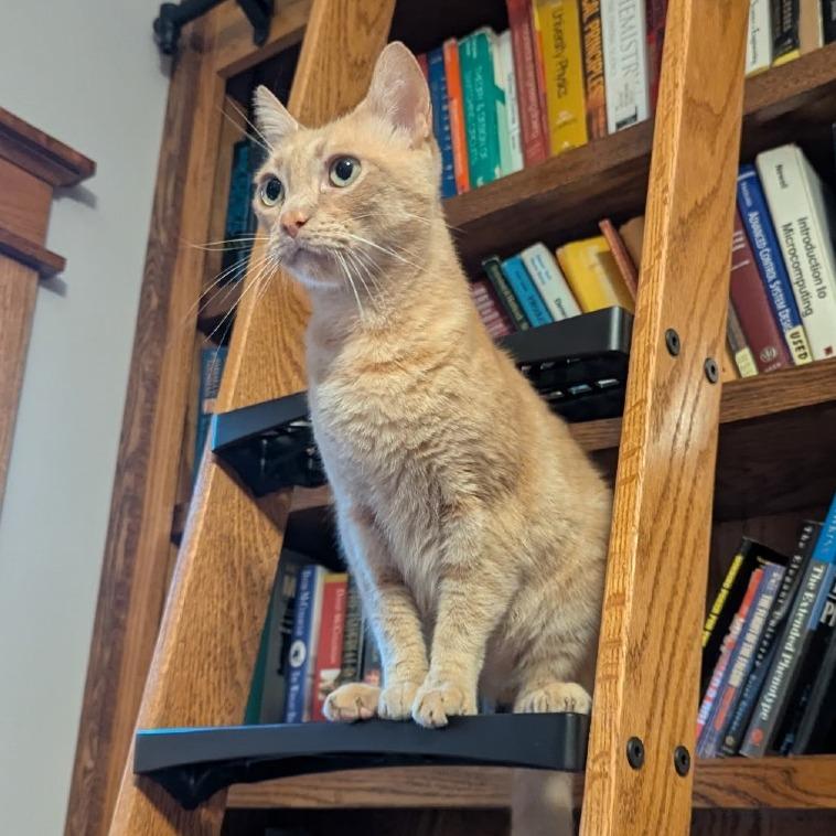 Lover Boy, Adoptable, Adult Male Domestic Short Hair.