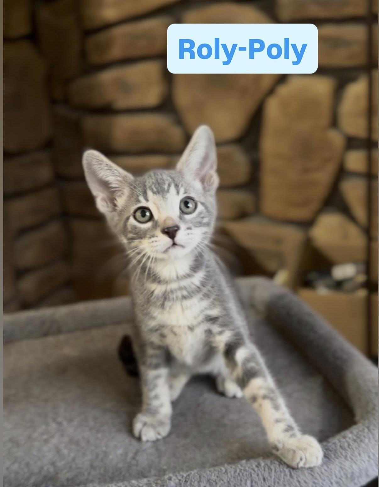 Roly-Poly , adopted, Kitten Male Domestic Short Hair.